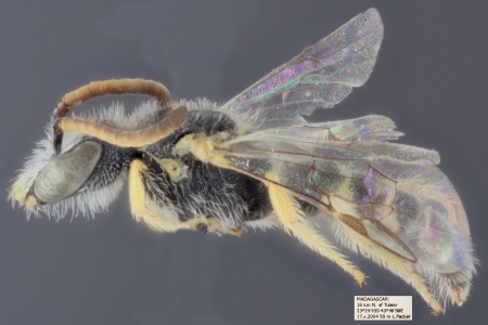 [Ceylalictus tumidus male (lateral/side view) thumbnail]